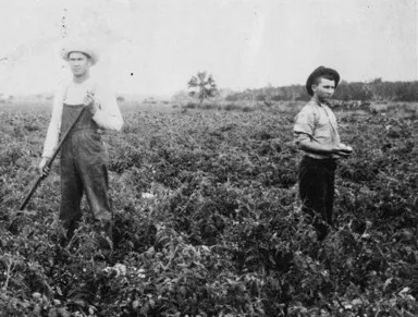 A photo from 1912, of Belton Johnson. (right) in a tomato field on Sanibel